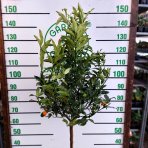 Kumquat (Citrus japonica) ´FORTUNELLA MARGARITA´ - výška 130-150 cm, obvod kmeňa 4/6 cm, kont. C10L